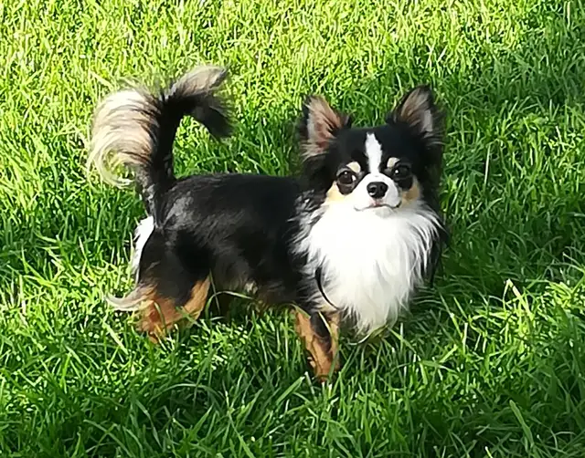 PURE CHIHUAHUA PUPPY in Dogs & Puppies for Rehoming in Ottawa - Image 11