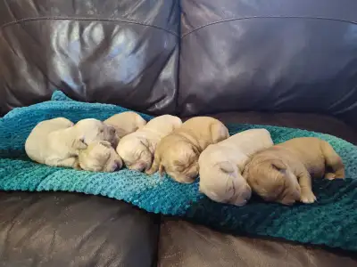 Golden Retriever Puppies, View more
