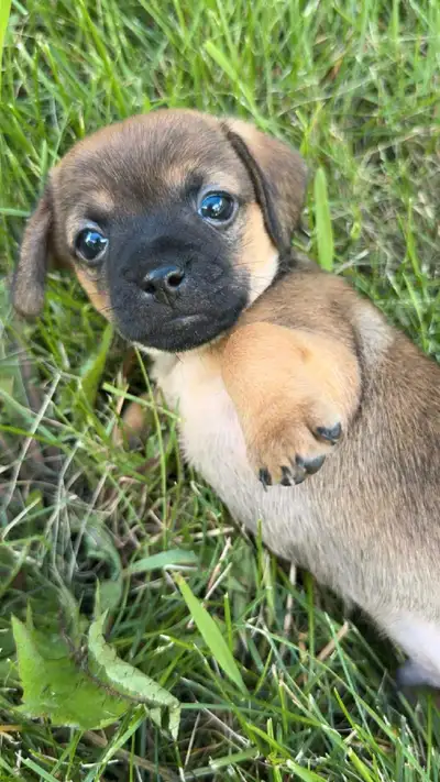 PUPPIES FOR SALE 
DUE FOR SALE AUGUST 1ST, View more