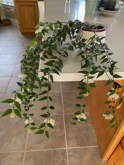 Hoya bella plant in full bloom (as of May 6). Has clusters of delicate white flowers with pink cente...