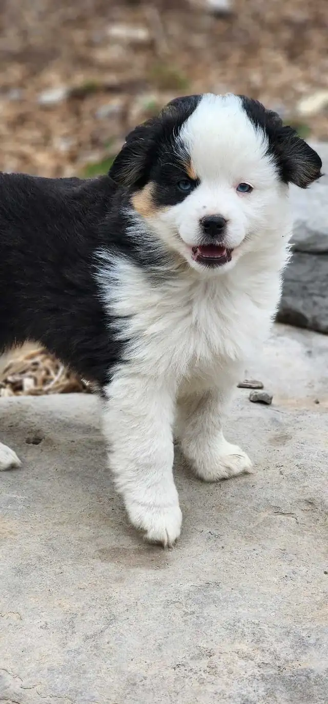 Miniature American Shepherd puppies ready in May in Dogs & Puppies for Rehoming in Gatineau - Image 9