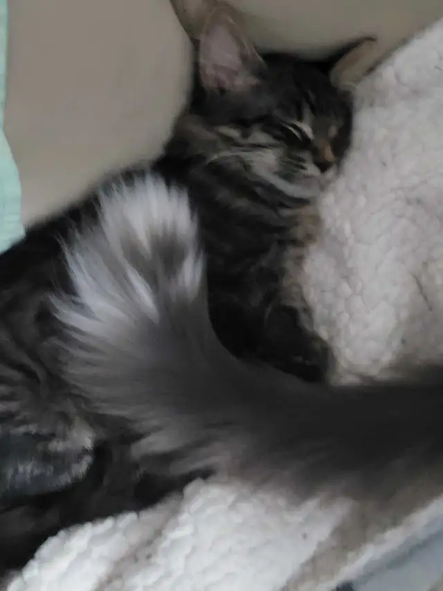 multiple kittens