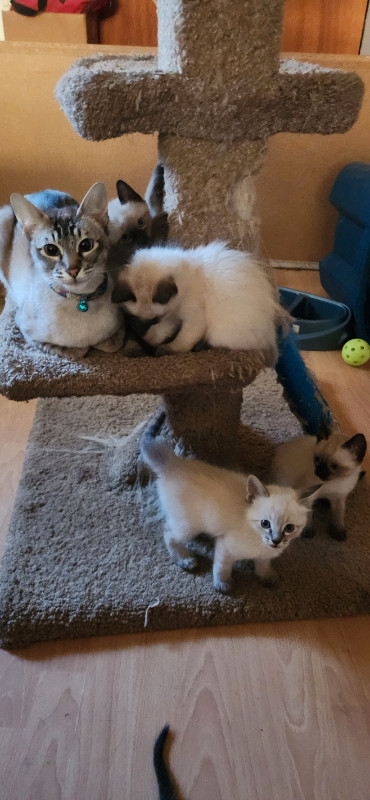 lynx point  Siamese kittens in Cats & Kittens for Rehoming in Campbell River