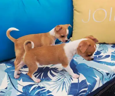 Chihuahua puppies (These are pics of the puppies available), View more