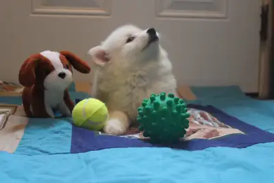 American Eskimo puppies!!!, View more