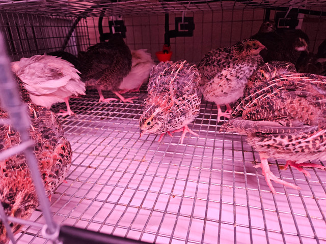 25 cailles JUMBO de 4 semaines dans Animaux de ferme  à Laval/Rive Nord - Image 2