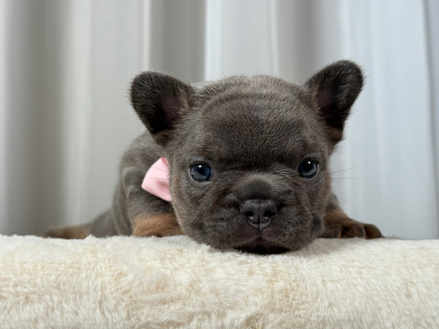  French Bulldog female fluffy & testable carrier, Ckc   in Dogs & Puppies for Rehoming in Red Deer - Image 3