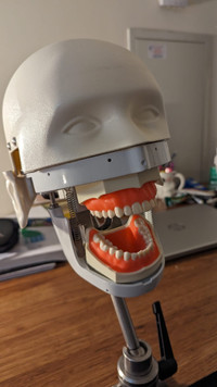 Dental typodont with Kilgore Darwin head with fixture