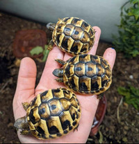 Hermanns tortoise babies available 