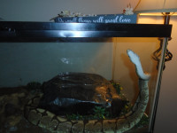 7 year old Female Ball Python with Accessories $200 OBO