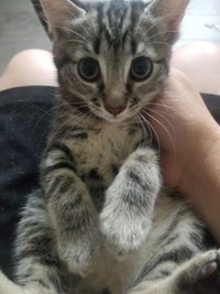 cat in Prince Edward Island - Kijiji Canada
