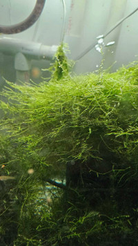 Mixed aquatic mosses