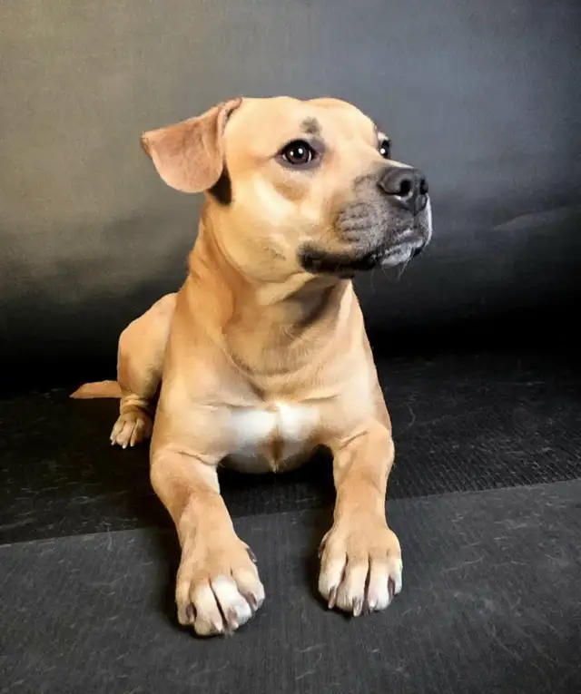 French bulldog x whippet mix in Dogs & Puppies for Rehoming in Markham / York Region - Image 2