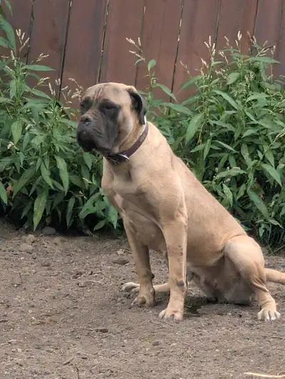 Bullmastiffs Dogs, View more