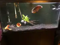 aquarium 78 gallons 