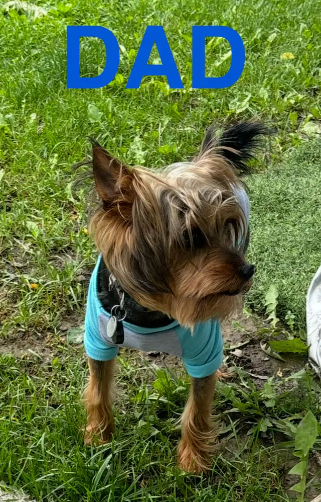 YORKIE FOR SALE in Dogs & Puppies for Rehoming in City of Toronto - Image 3