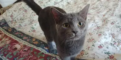 Silver needs a new home!, View more