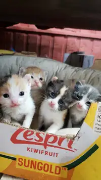 Baby Kittens!!