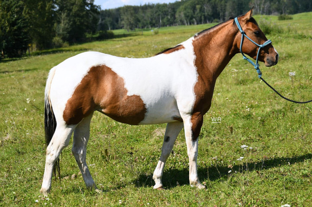 Grade 2020 dun paint mare in Horses & Ponies for Rehoming in Edmonton - Image 3