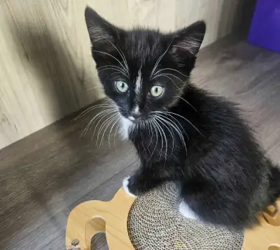 chaton à vendre, View more