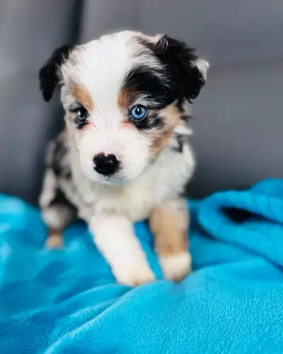 Berger australien toy ,miniature et standard, View more