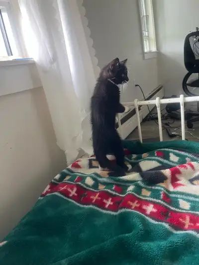 cat for sale, View more