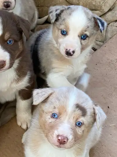 Gorgeous Australian Shepherd x Husky Puppies!!, View more