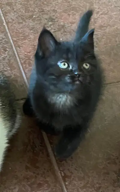 BRITISH SHORT HAIRS MIXED KITTENS, View more