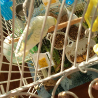 Budgie birds / oiseaux perruches 