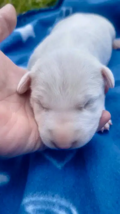 Magnifique Bull Terrier !! ♥️, View more
