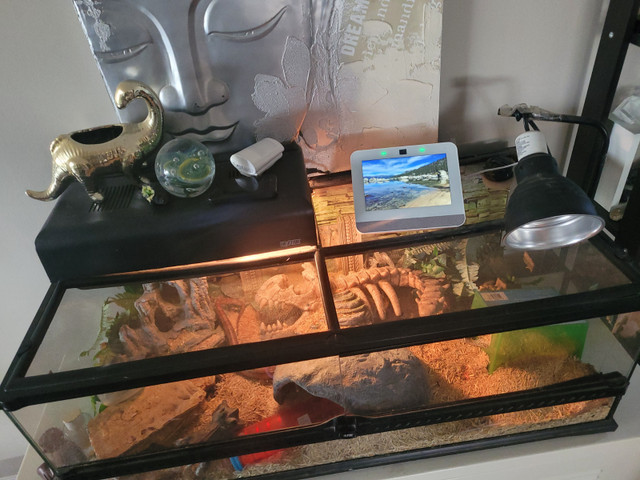 Adult corn snake in Reptiles & Amphibians for Rehoming in Edmonton