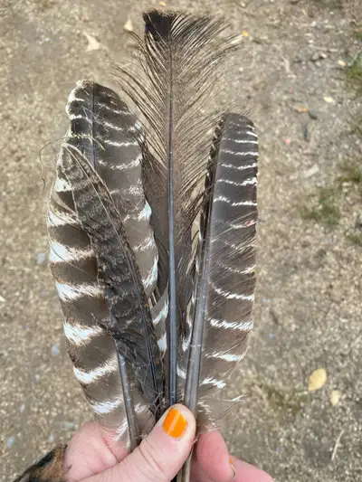 Natural cruelty free bird feathers, mix small down to primary flight feathers. I have macaws, amazon...