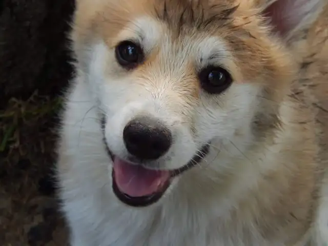 show dog rehome in Dogs & Puppies for Rehoming in Markham / York Region - Image 6