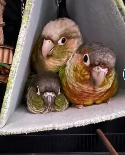 Hello everyone my name is Sadia and i am here to provide a bird sitting services for small and mediu...