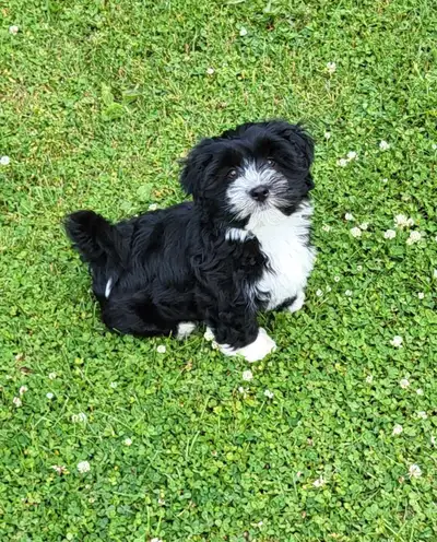 Pure Bred Havanese Puppies , View more