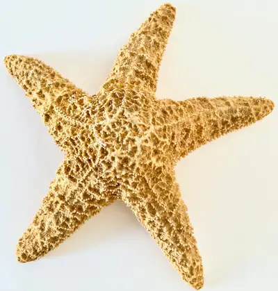 Collection. Décoration "Bord de mer" Étoile de mer, View more
