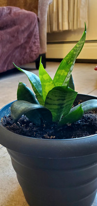 Snake Plant