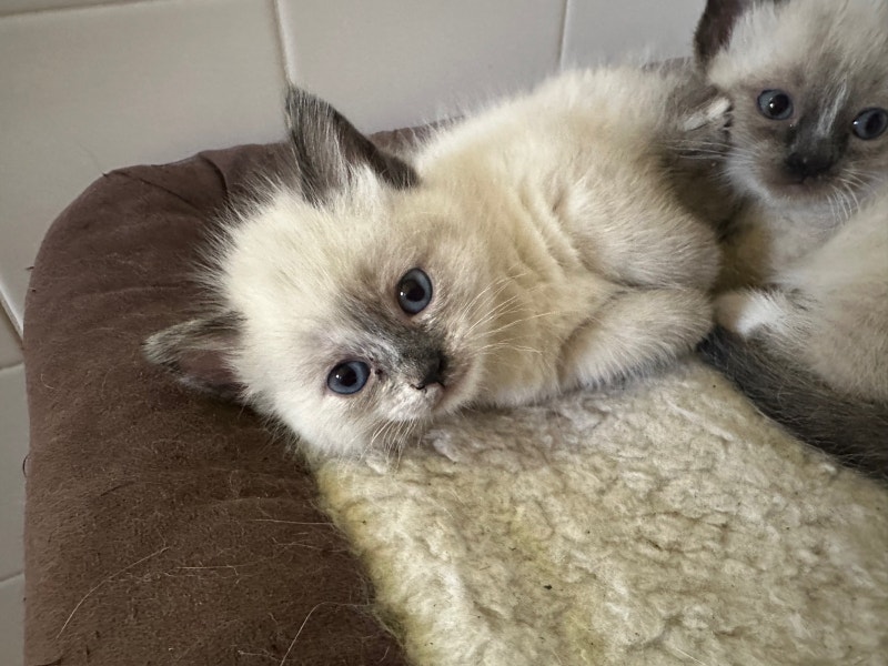 Siamese Munchkin Kittens Cats & Kittens for Rehoming Calgary Kijiji