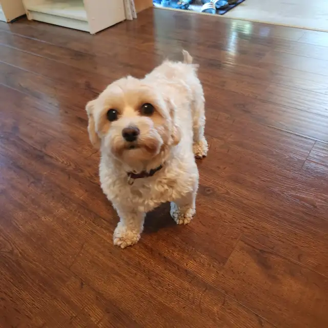 Shi-poo for rehoming, located on the Bruce Penninsula in Dogs & Puppies for Rehoming in Owen Sound - Image 3