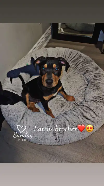 5 month old Doberman/Rotti mix for sale, View more