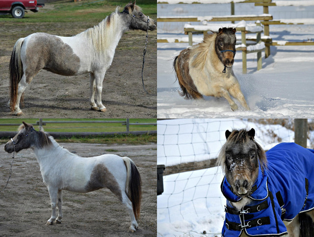 Companion Mini mare in Horses & Ponies for Rehoming in Penticton