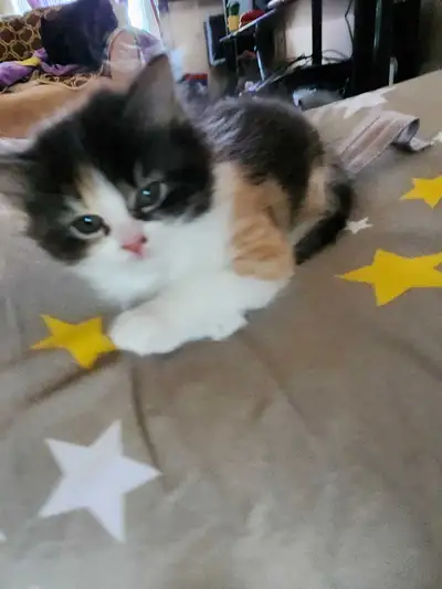 Himalayan mix kitten for sale, View more