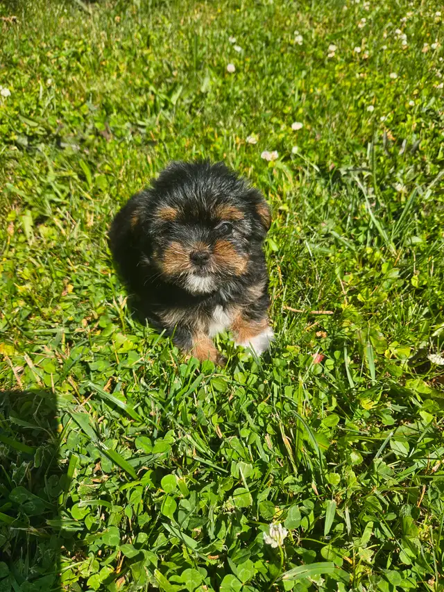 Teddy bear Shorkie Puppies - 1 Female left in Dogs & Puppies for Rehoming in Mississauga / Peel Region - Image 5