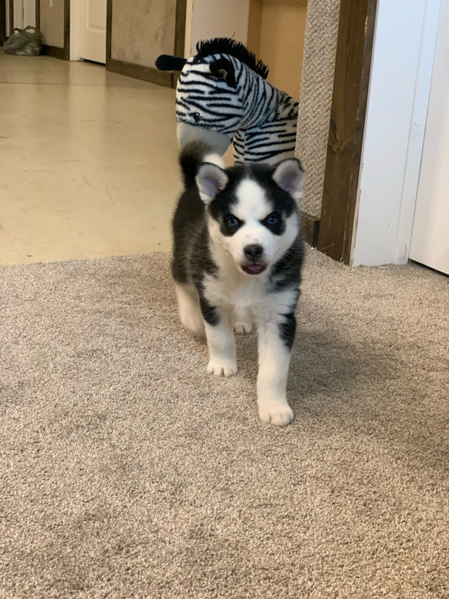 Pomsky puppies  in Dogs & Puppies for Rehoming in Edmonton - Image 3