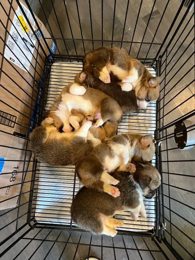 Pembroke Welsh Corgi puppies in Dogs & Puppies for Rehoming in St. Catharines - Image 3