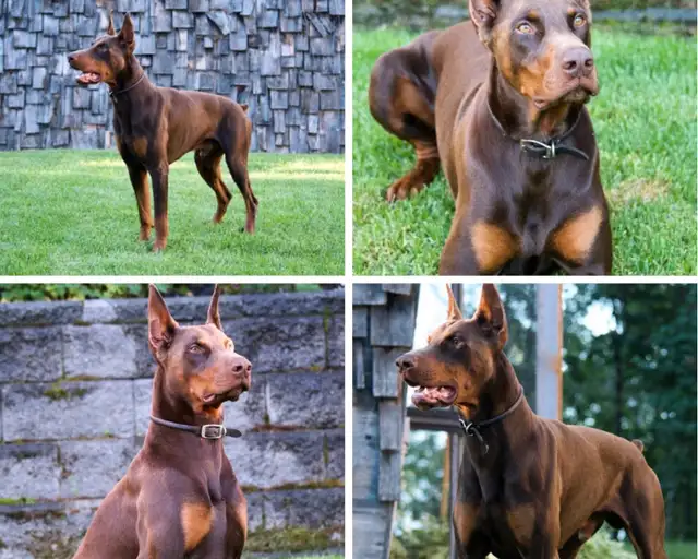 Doberman Puppies - cropped and docked in Dogs & Puppies for Rehoming in Red Deer - Image 2
