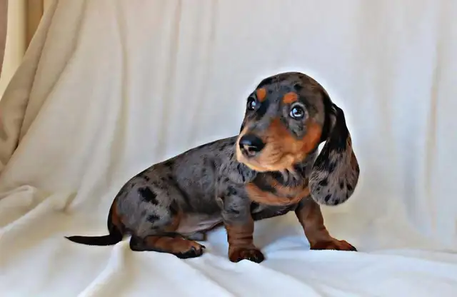 Miniature Dachshund puppy male in Dogs & Puppies for Rehoming in Calgary - Image 8