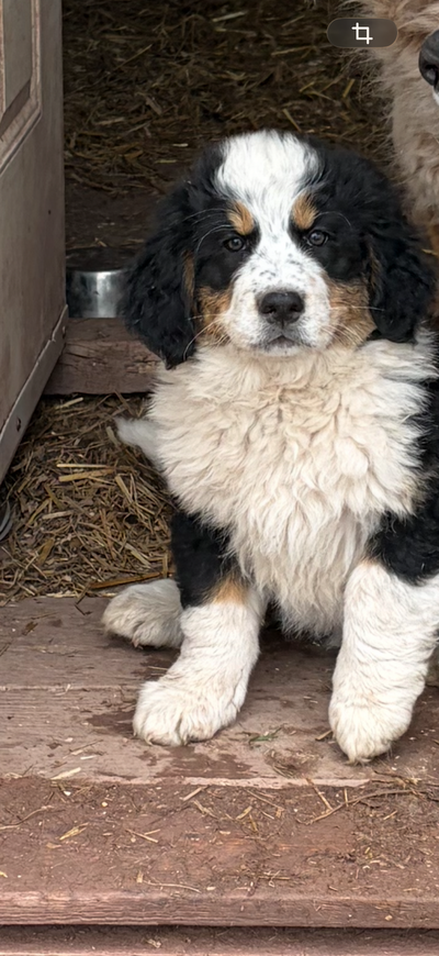 Chiot croisé bouvier bernois et border collie, View more