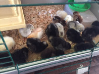 Brahma, Orpington, Easter Egger Chicks