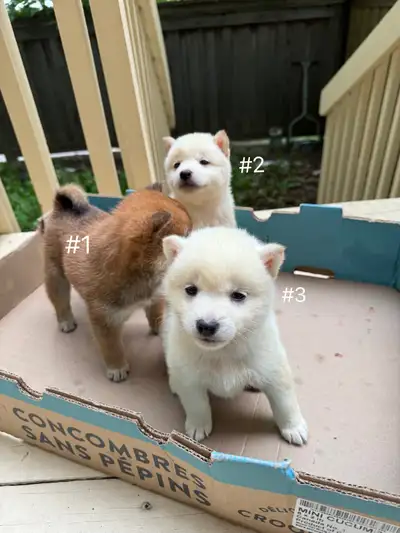 Shiba Inu Pups ready for rehome!, View more